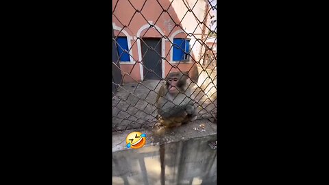 funny monkey