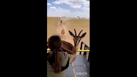 #animal #russia #new