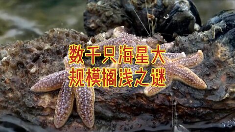 数千只海星大规模搁浅之谜