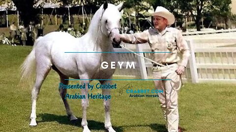 Geym AHR 2363 Grey Historical Crabbet Stallion (*Raffles x Rageyma)