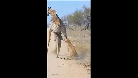 Giraffe 🦒 vs lions🦁| wildlife