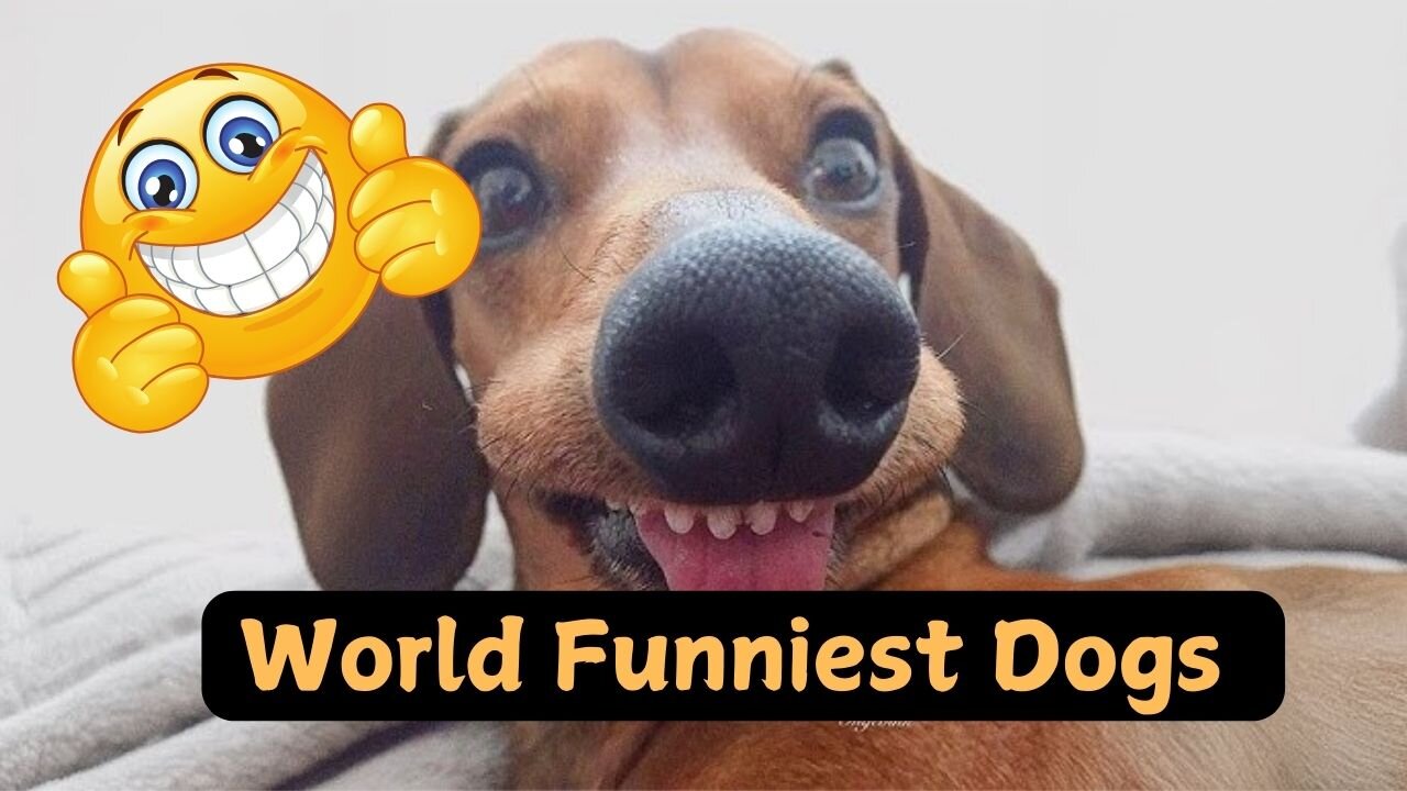 FUNNIEST Viral Dogs EVER!!