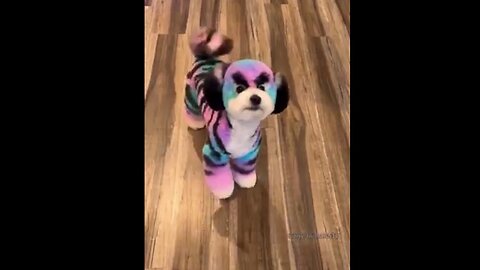 Dog Haircuts Looking Like..... Animals?
