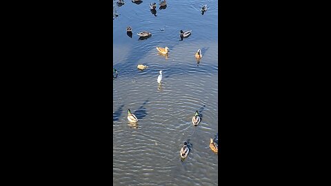 Mallard Ducks 🦆 & Egret #mallardducks #shorts #viral #trending #egret