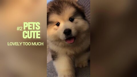 Adorable Dogs & Cats Make Me Laugh Every Time (Part 2) | Best Funny Moments