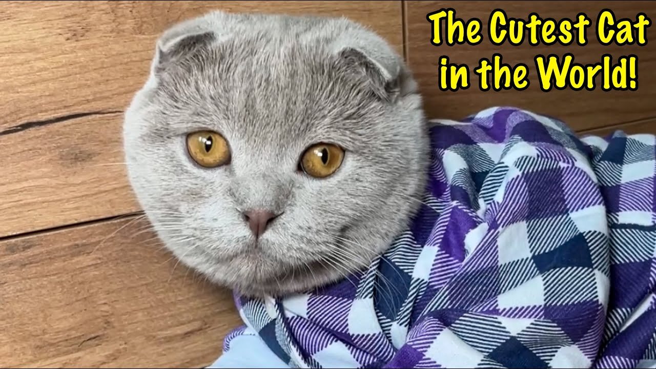 I'm Playing with my Cat! The Cutest Cat in the World! part 4