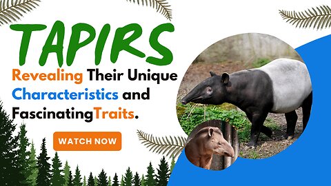 Tapirs, Revealing Their Unique Characteristics and Fascinating Traits.