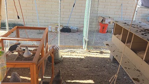 Fire-safe heaters for the hen house