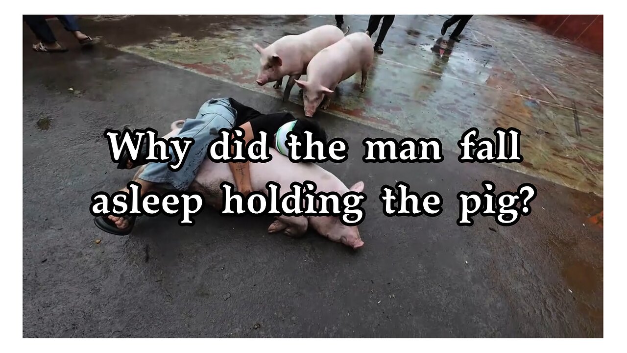 Why did the man fall asleep holding the pig?