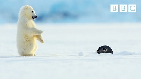 Polar bear cub is surprised by a seal - Snow Bears: Preview - BBC