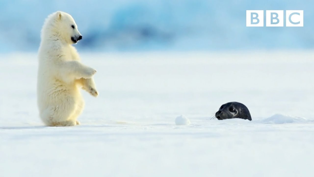 Polar bear cub is surprised by a seal - Snow Bears: Preview - BBC