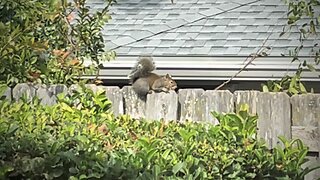Blasian Babies Watch One Of The Garden Squirrels Sunning On The Wooden Fence During Thanksgiving Day