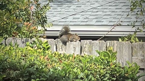 Blasian Babies Watch One Of The Garden Squirrels Sunning On The Wooden Fence During Thanksgiving Day