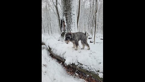 Dagr The Schnauzer - Snow chase with Notti