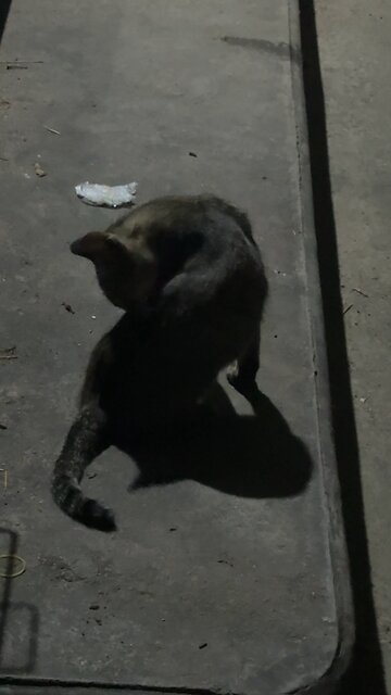 Mysterious Night Cat Sitting Quietly – Cute & Calm