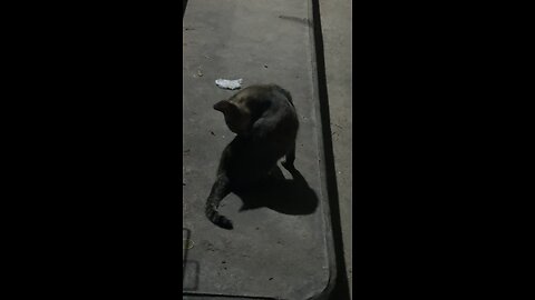 Mysterious Night Cat Sitting Quietly – Cute & Calm