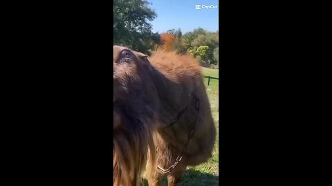 Funny camel