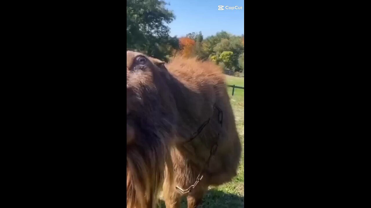 Funny camel