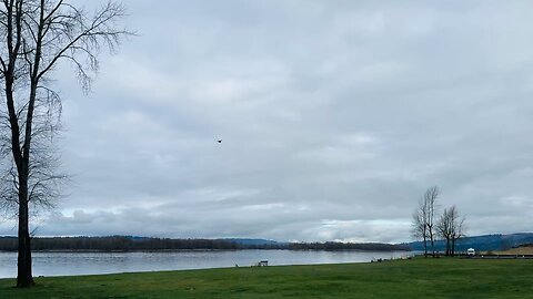 A magnificent Bald Eagle flying away! USA!