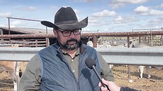 Why Does Beef Cost So Much And Why Has The Number Of Cattle Dropped?