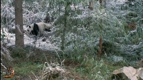 Panda 🐼 Wildlife China, Wild animals Hindi, #panda #wildanimals #wildlife #hindi