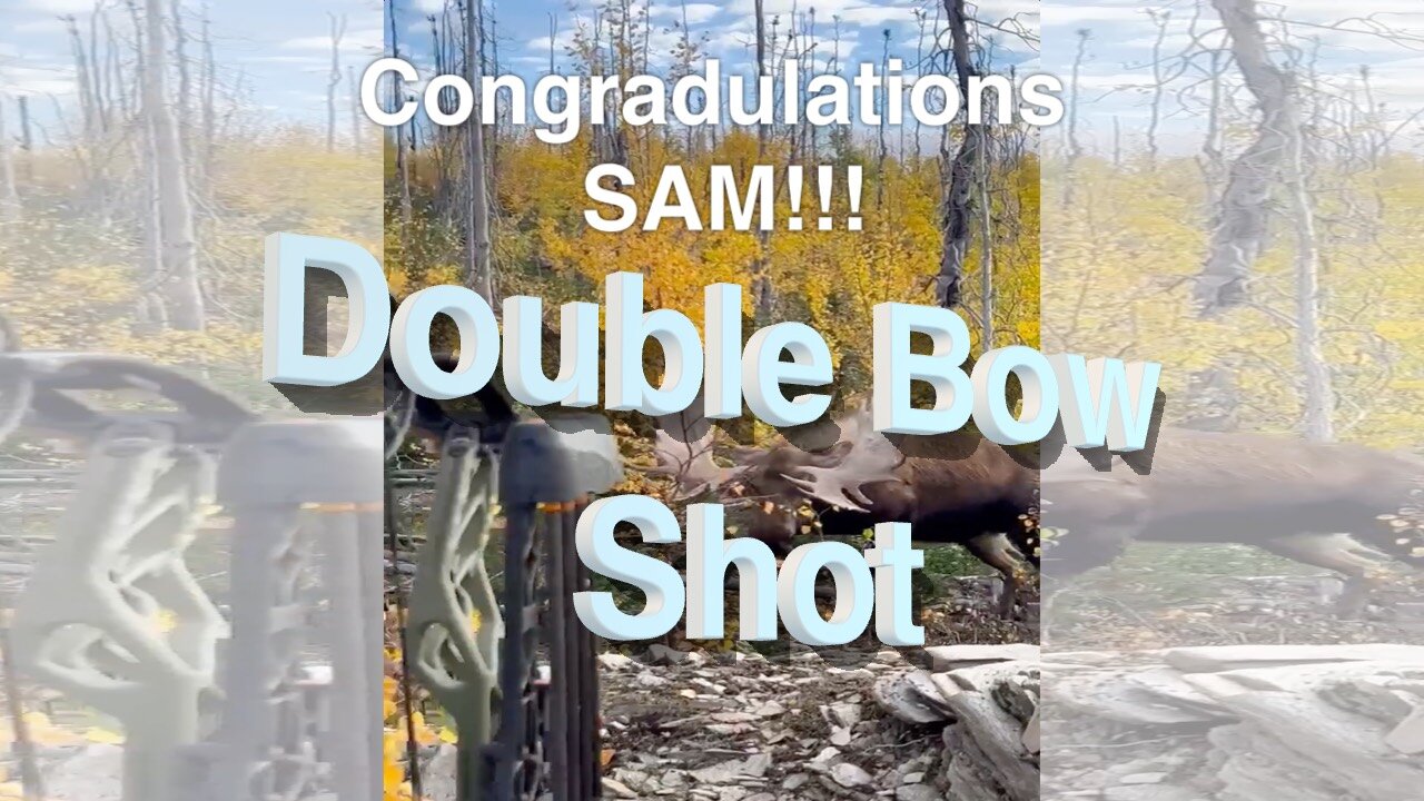 Double Bow Shot on Giant Moose at 10 Feet – Heart-Pounding Close Encounter!