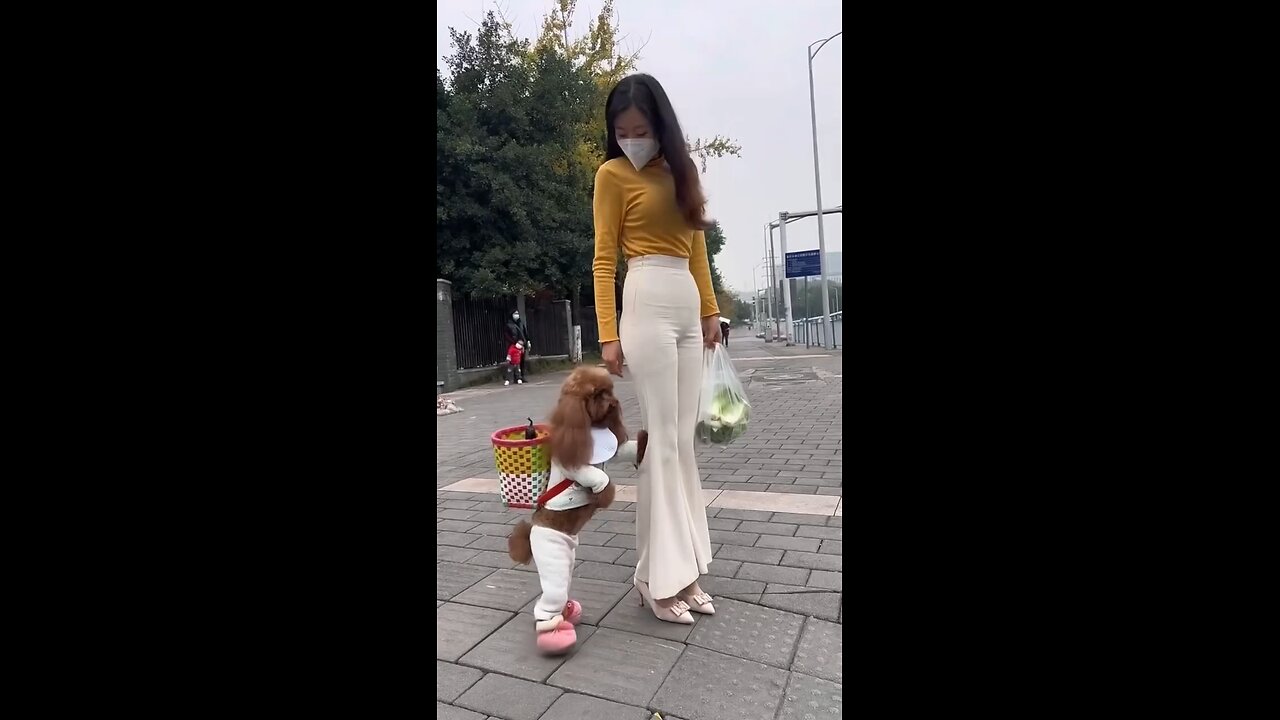 Cute and adorable pet Dou Dou dresses up like a human and crosses the road with her owner!