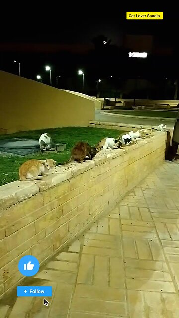 Nice Cat video in garden everyone like