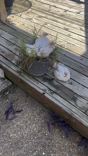 Everybody like cricket for lunch