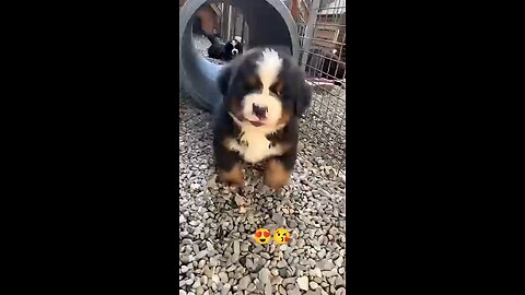 Cute Puppy Video