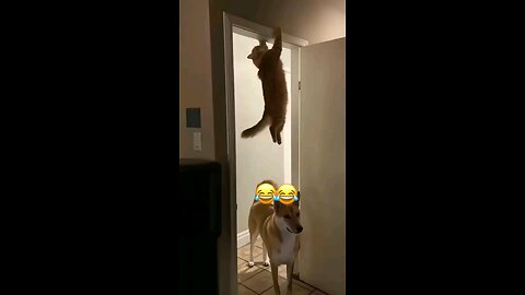funny pets 🐈 🐕 video