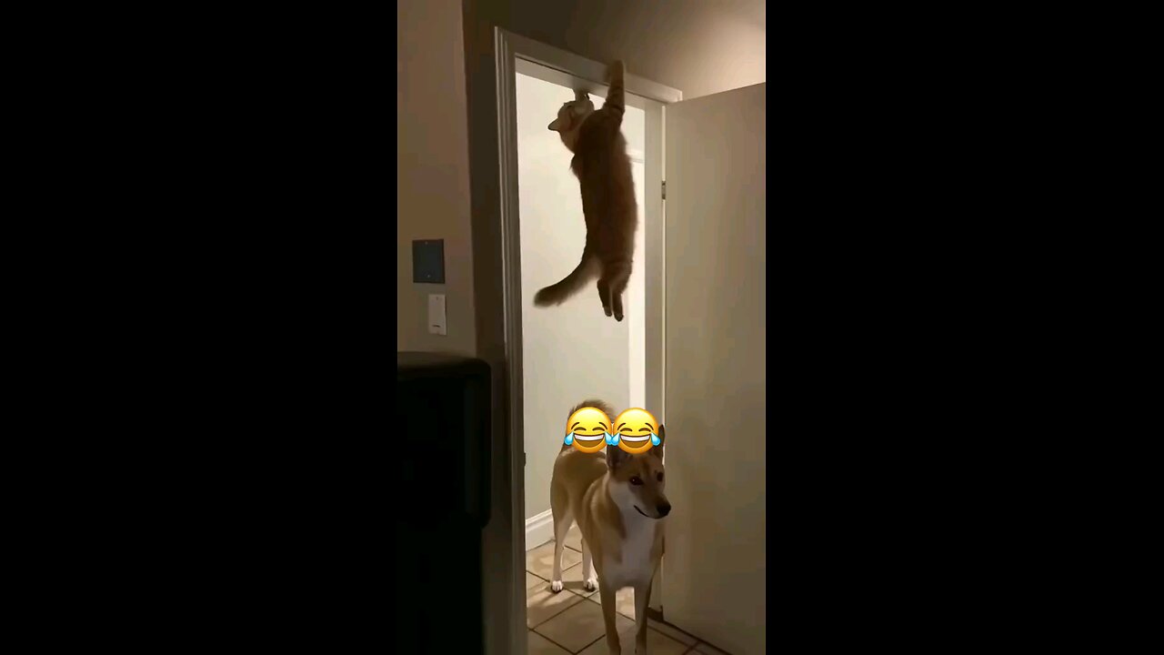 funny pets 🐈 🐕 video