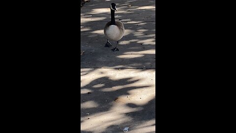 Canada Goose 🪿 #canadagoose #shorts #followme #viral #trending #goose