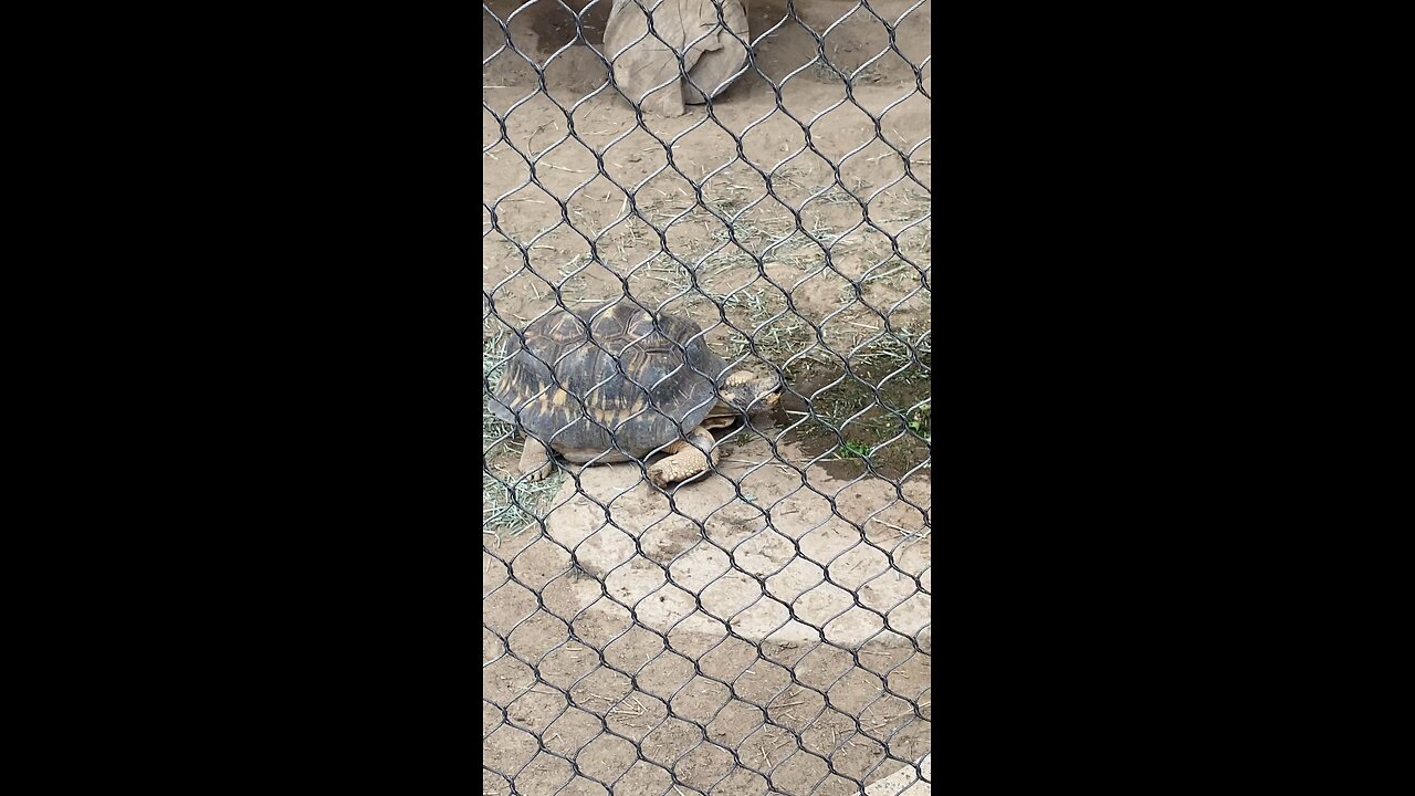 Radiated tortoise 🐢 #Radiatedtortoise #followme #shorts #tortoise #trending #viral