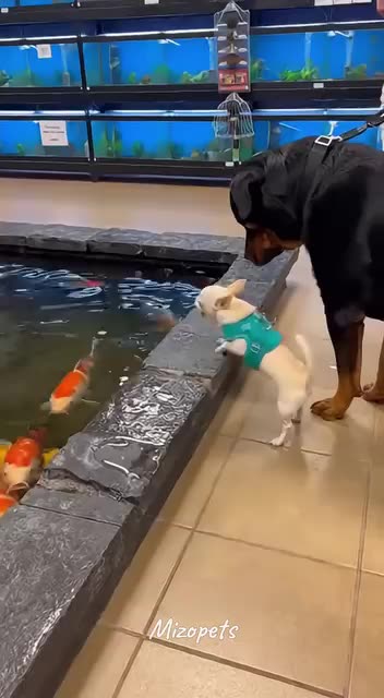 Funny 😂🤣 video of dogs 🐕