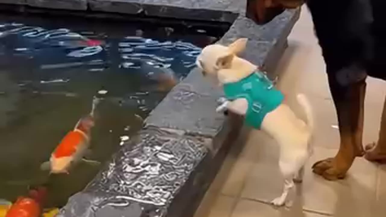 Funny 😂🤣 video of dogs 🐕