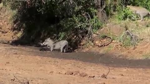 animals