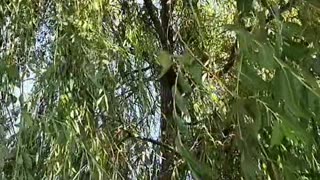 Willow tree whistling wind