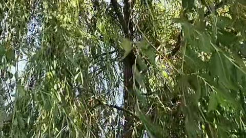 Willow tree whistling wind