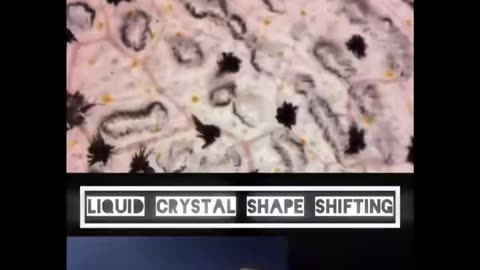 CSI Talks About Certain Politicians Shapeshifting