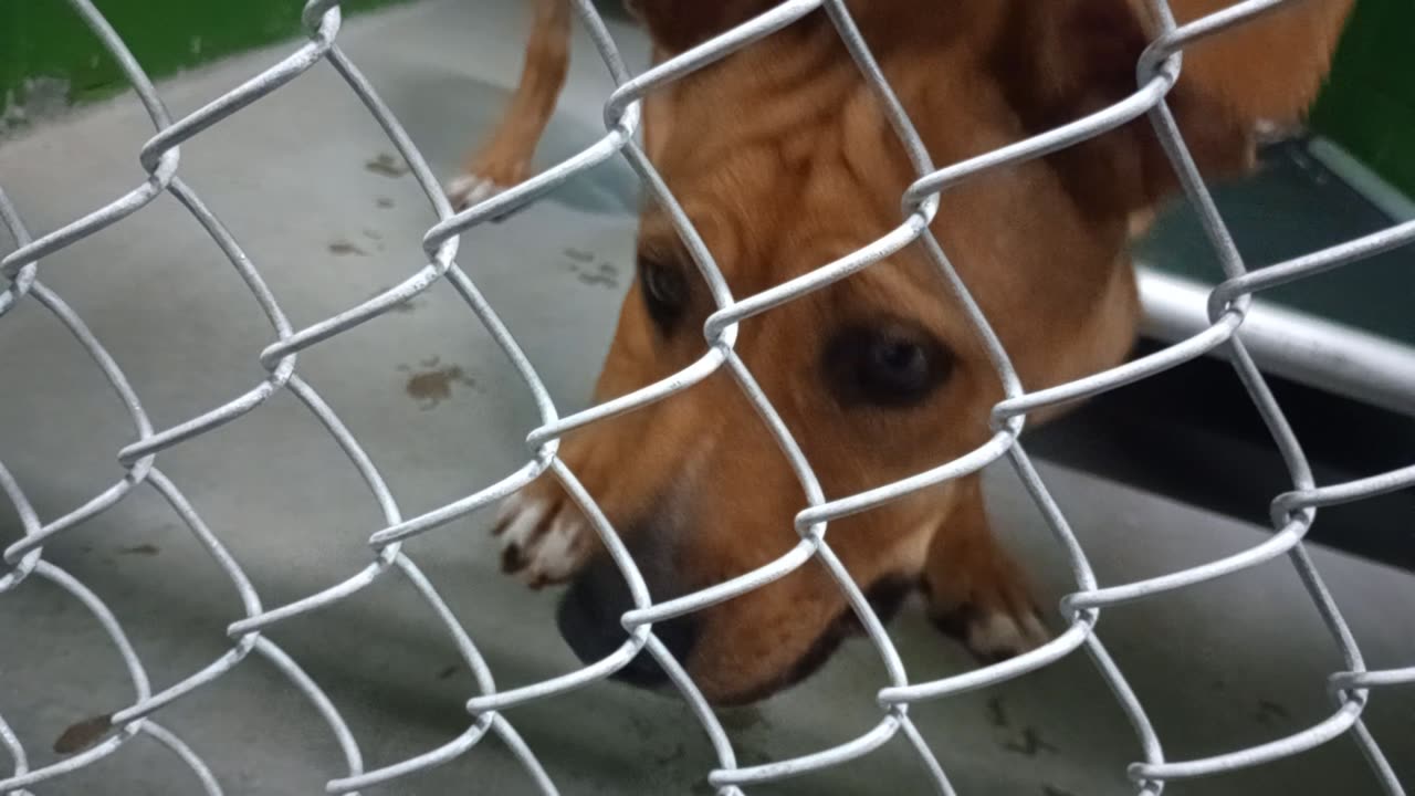 Milo 1y Pet Id 949938 kennel 7b HSSAZ shelter_20251121_163217672