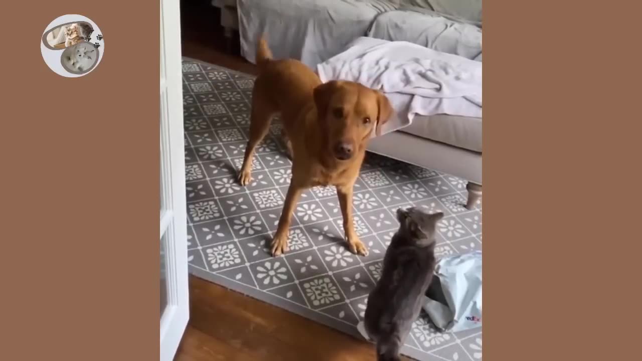 Cat 😺 vs dog 🐶 funny fights compilation #pet adventure MeoWnMore