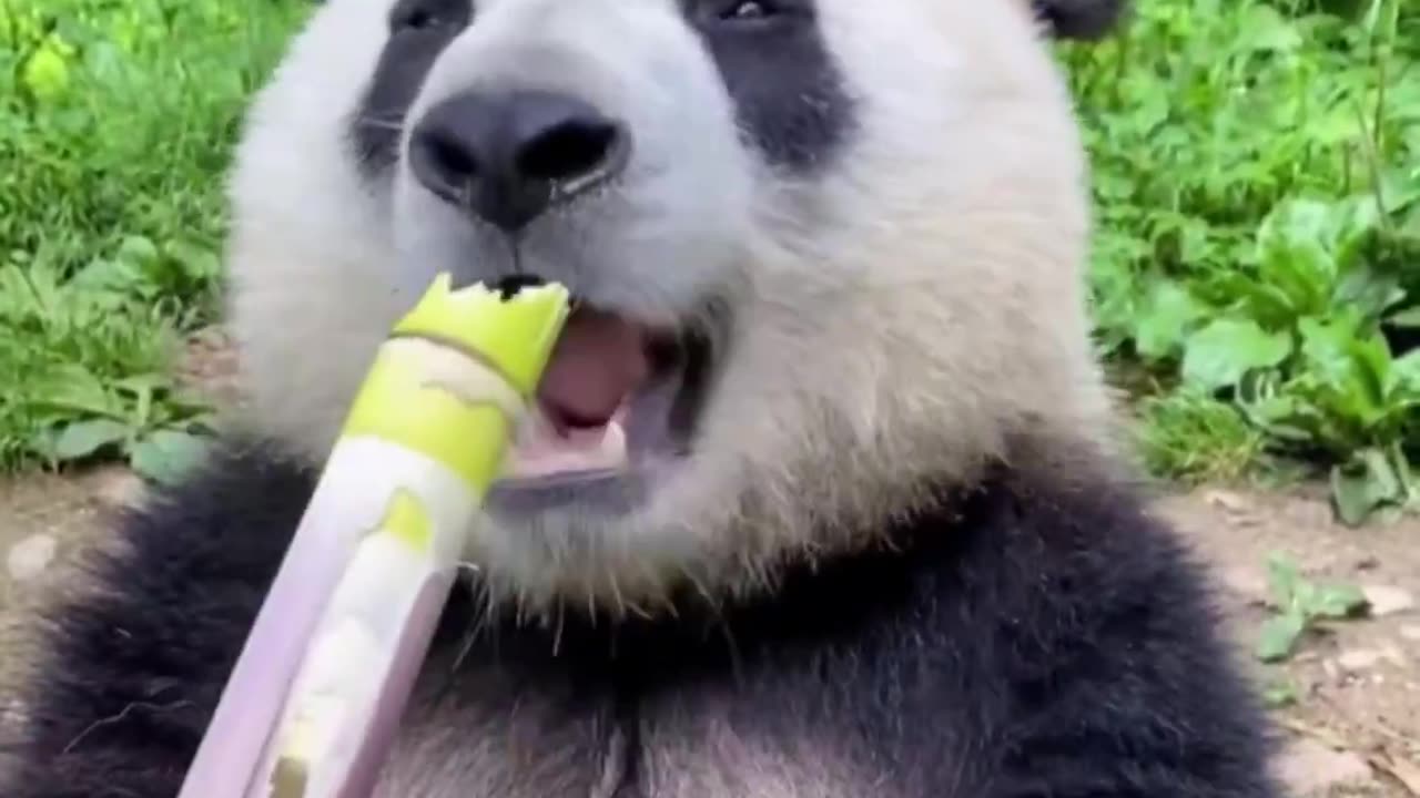 Looks like some really tasty bamboo