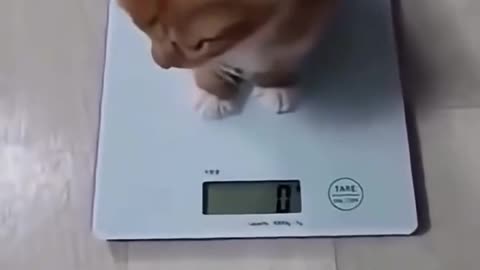 The Level of Cats – Funny & Cute Moments! Subscribe & Like for More Cat Videos 🐾