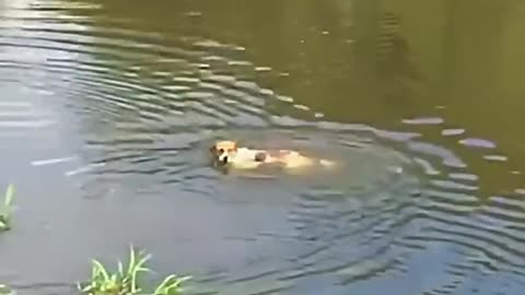 Playful dog eaten live by Crocodile