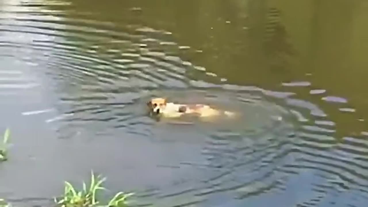 Playful dog eaten live by Crocodile