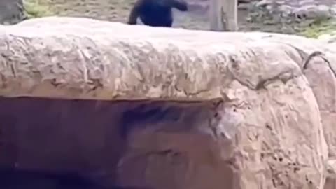 life hits you hard sometimes..🦍🤣