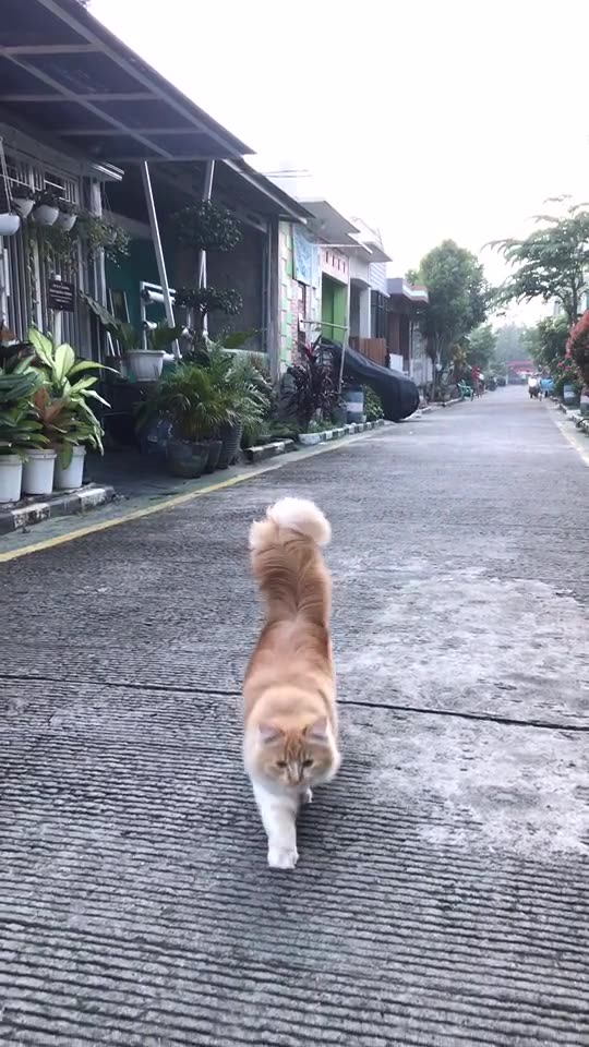 Funny Cat Video 27 - cat walking like a model