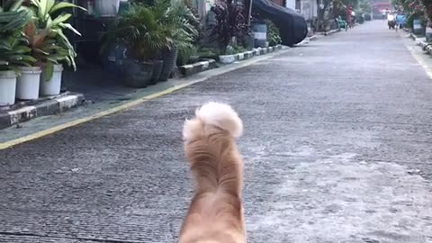 Funny Cat Video 27 - cat walking like a model