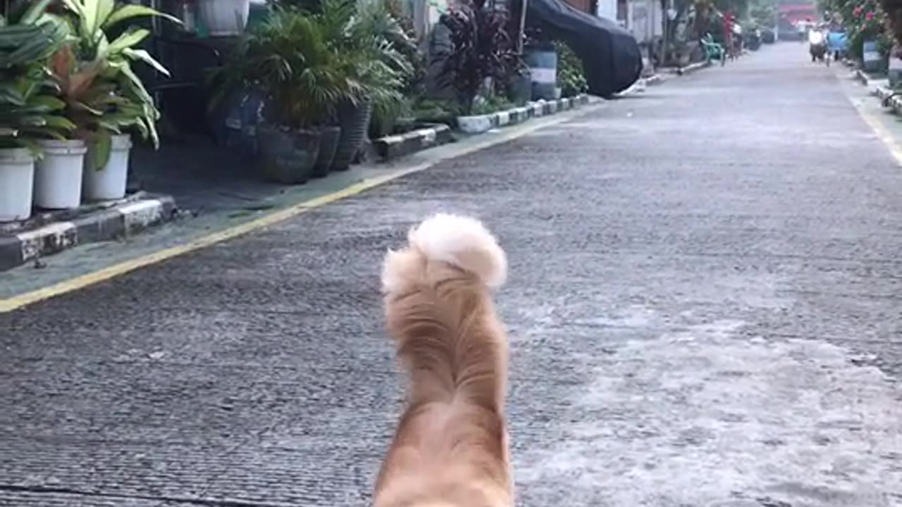 Funny Cat Video 27 - cat walking like a model